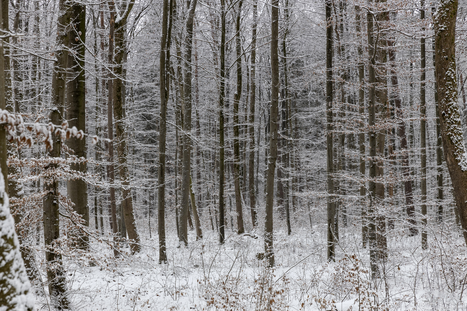 Bäume im Winter