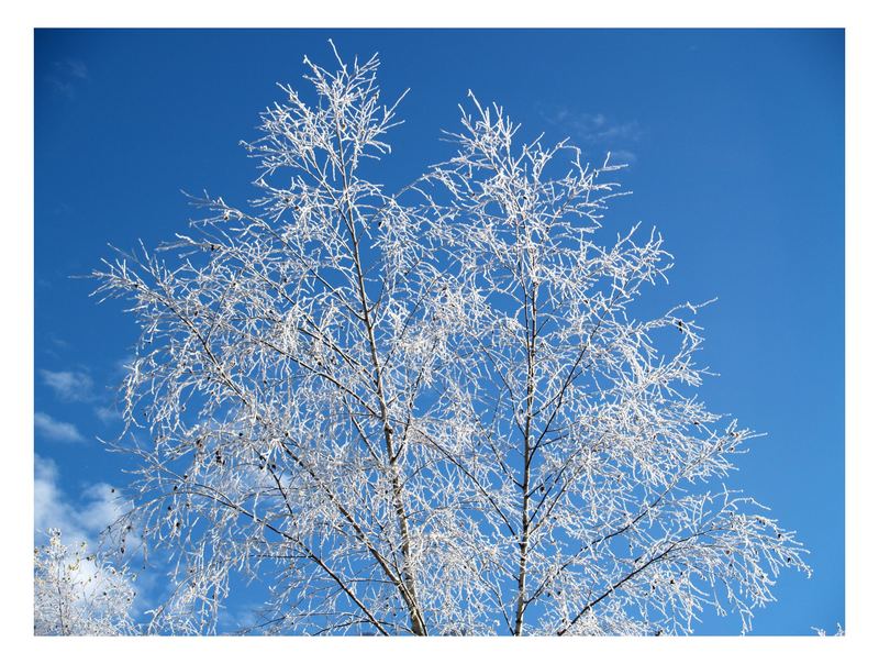 bäume im winter