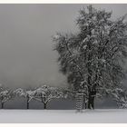 Bäume im Winter - grau in grau