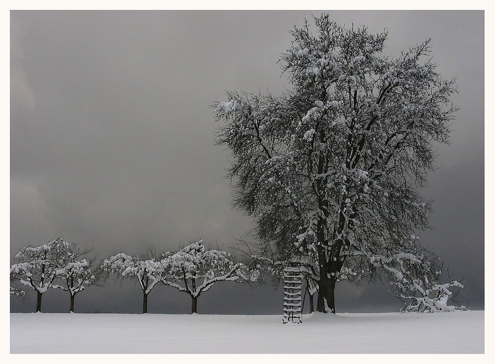 Bäume im Winter - grau in grau