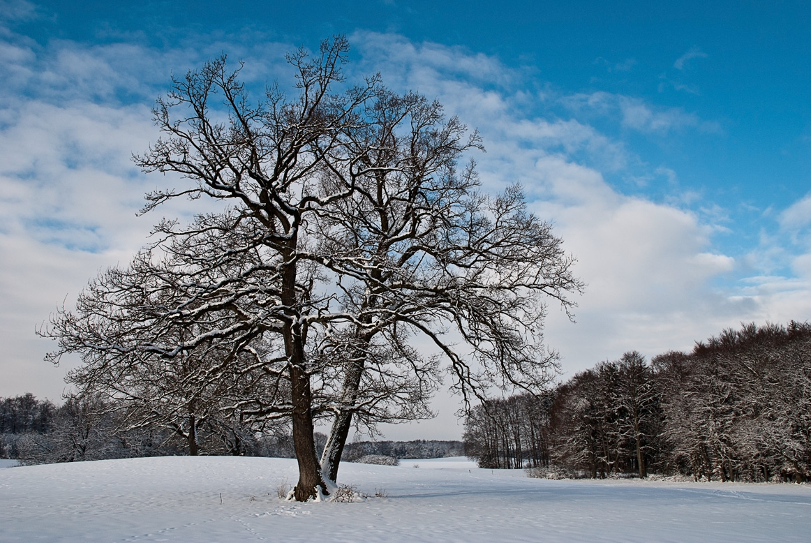 Bäume im Winter II