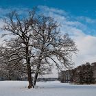 Bäume im Winter II