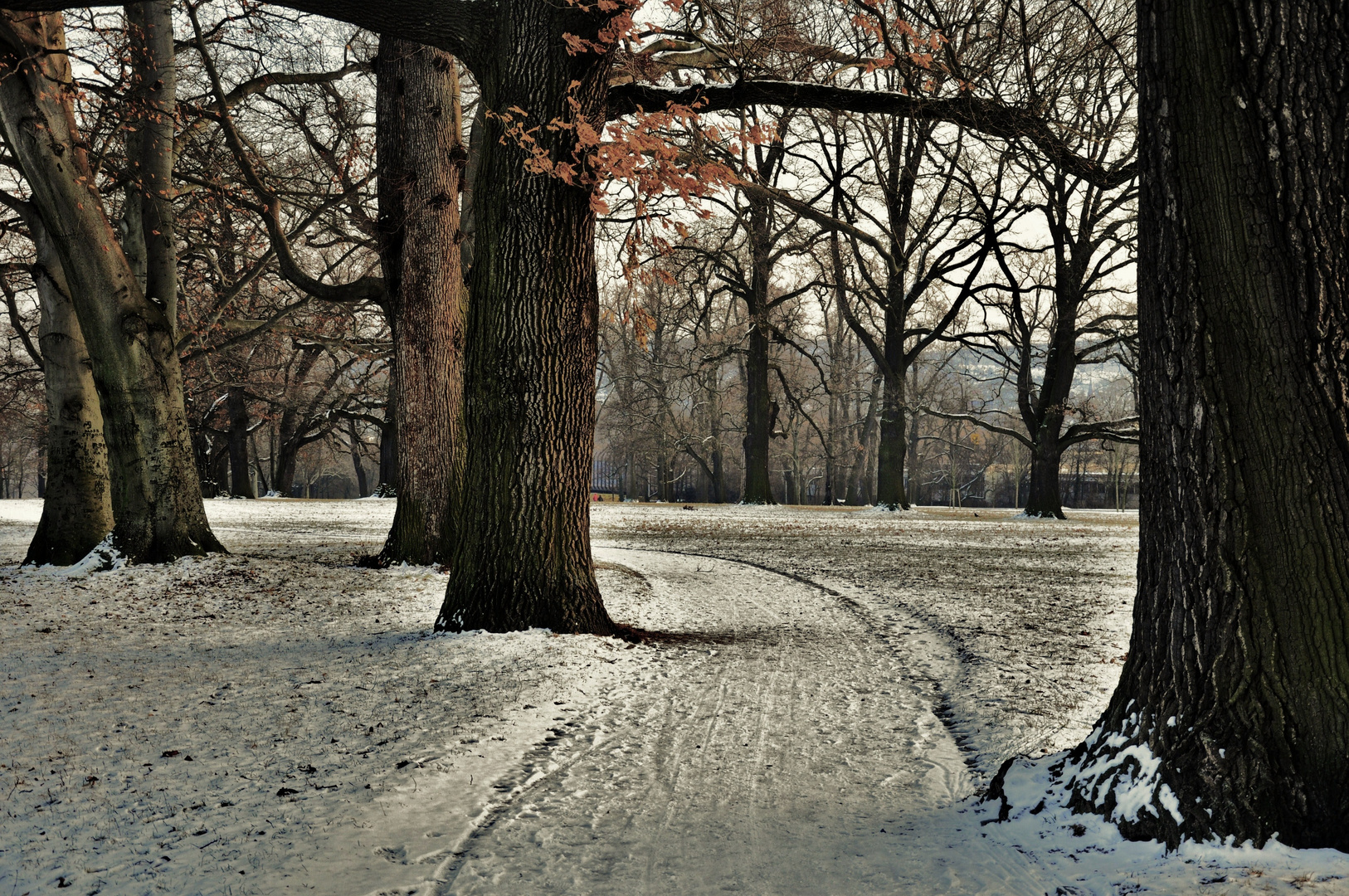 Bäume im Winter im Rosensteinpark