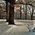 Bäume im Winter im Rosensteinpark