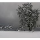 Bäume im Winter mit Langläufern - fast grau in grau