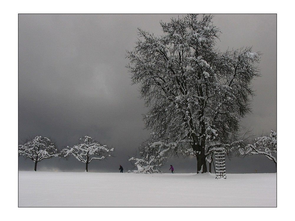 Bäume im Winter mit Langläufern - fast grau in grau