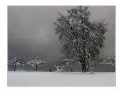 Bäume im Winter mit Langläufern - fast grau in grau