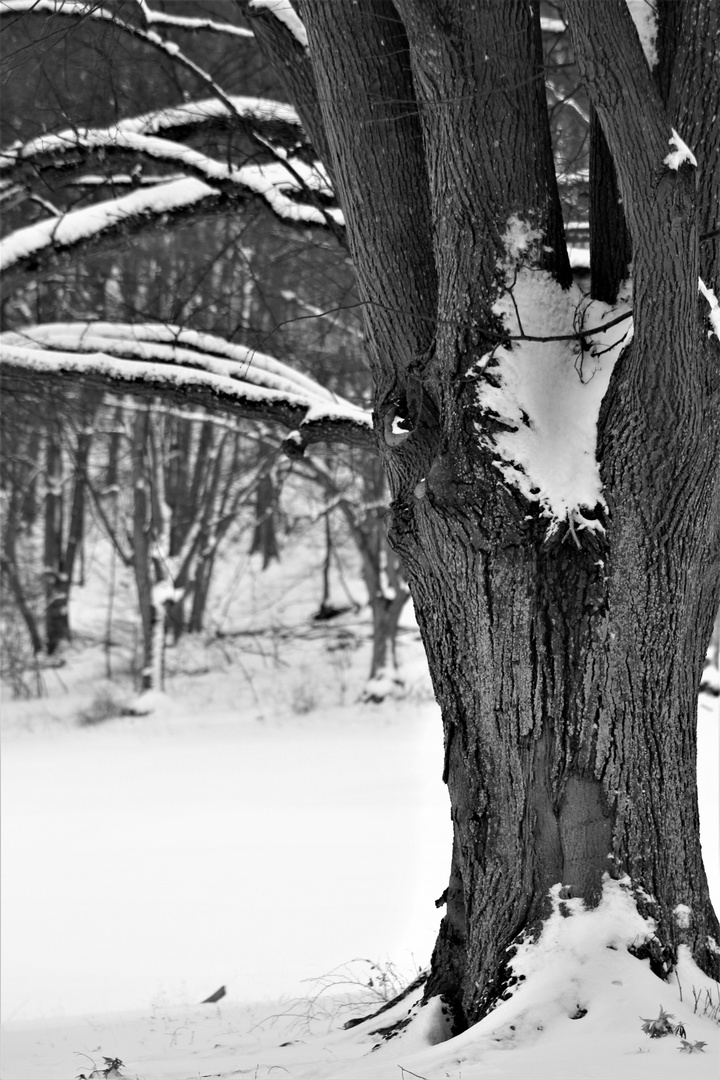 Bäume im Winter unterhalb der schwäbischen Alb