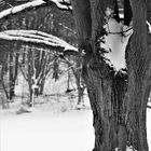 Bäume im Winter unterhalb der schwäbischen Alb