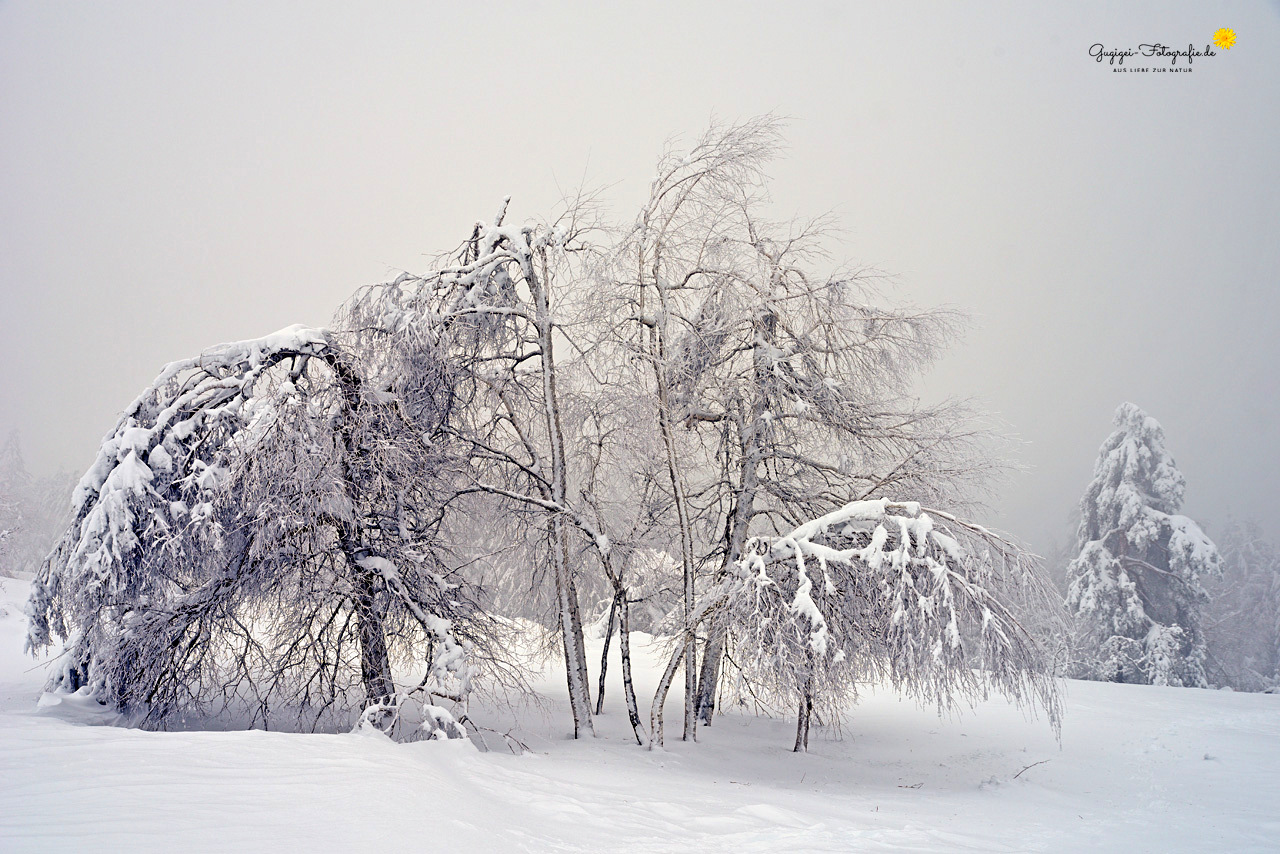 Bäume im Winterkleid