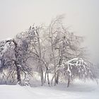 Bäume im Winterkleid