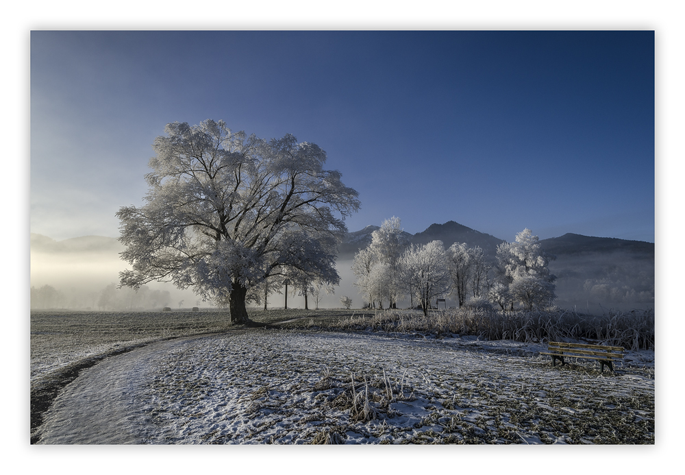 Bäume im Winterkleid...