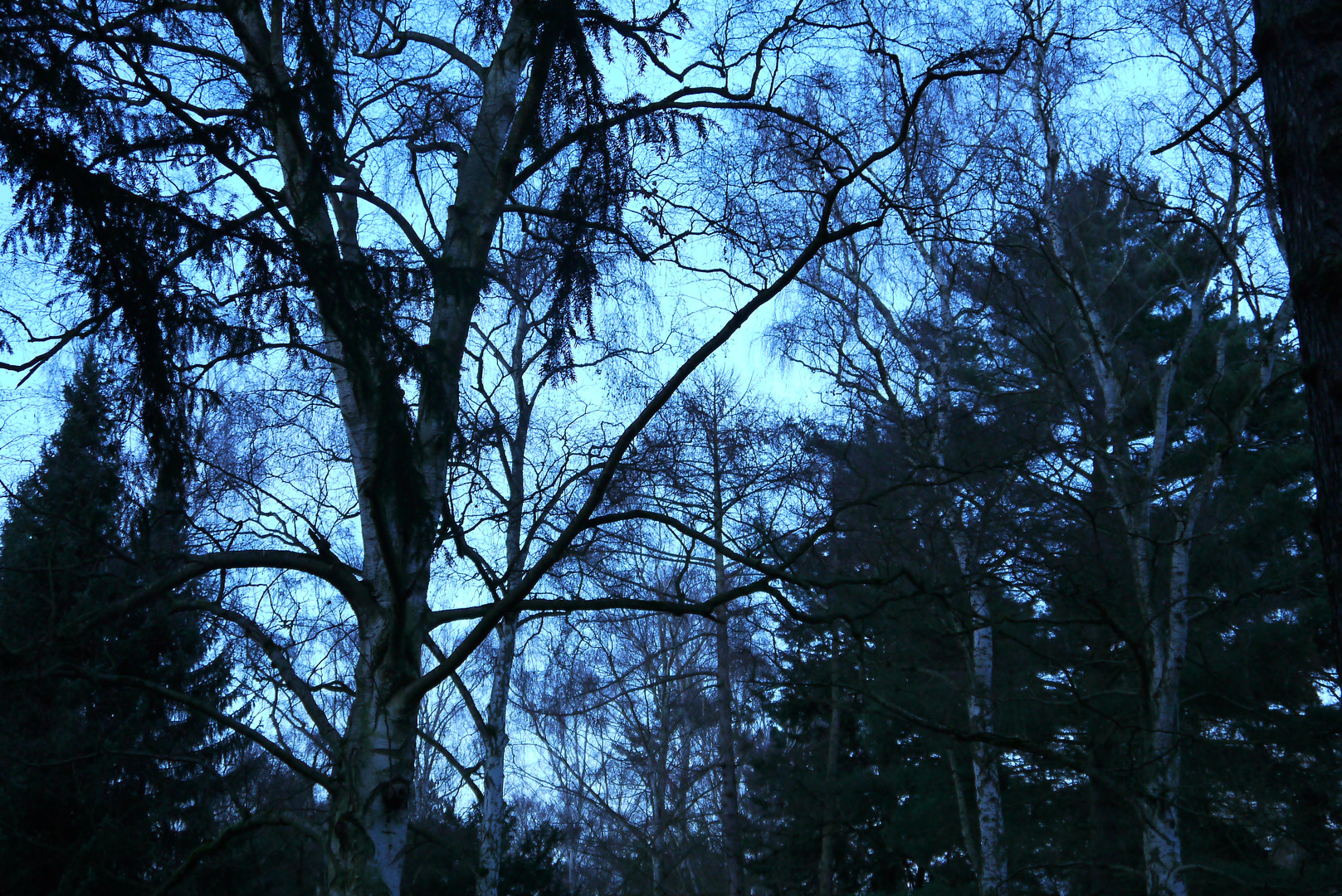 Bäume im winterlichen Zwielicht