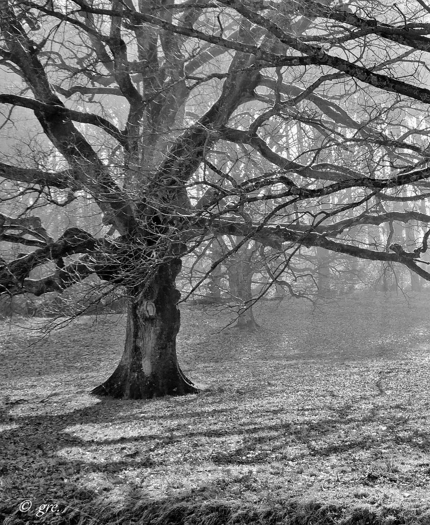 Bäume im Winterlicht