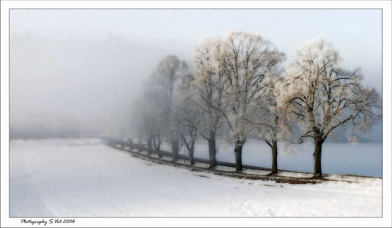 Bäume im Winternebel