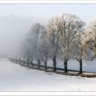 Bäume im Winternebel