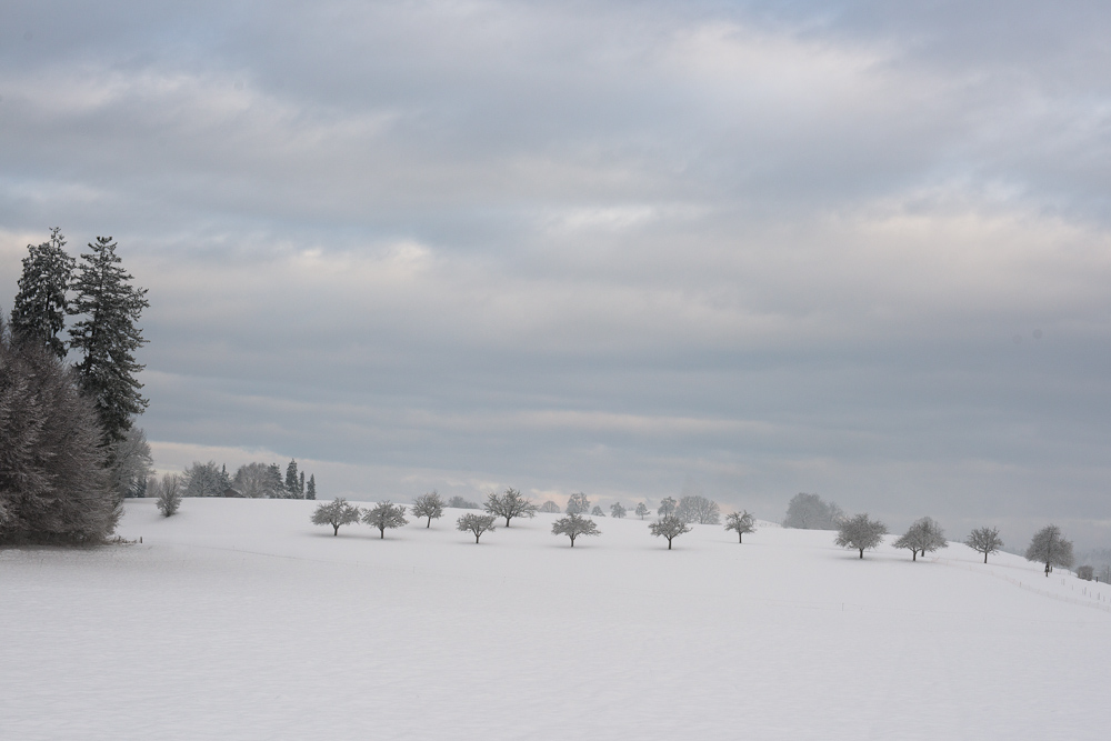 Bäume im Winterschlaf