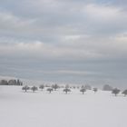 Bäume im Winterschlaf