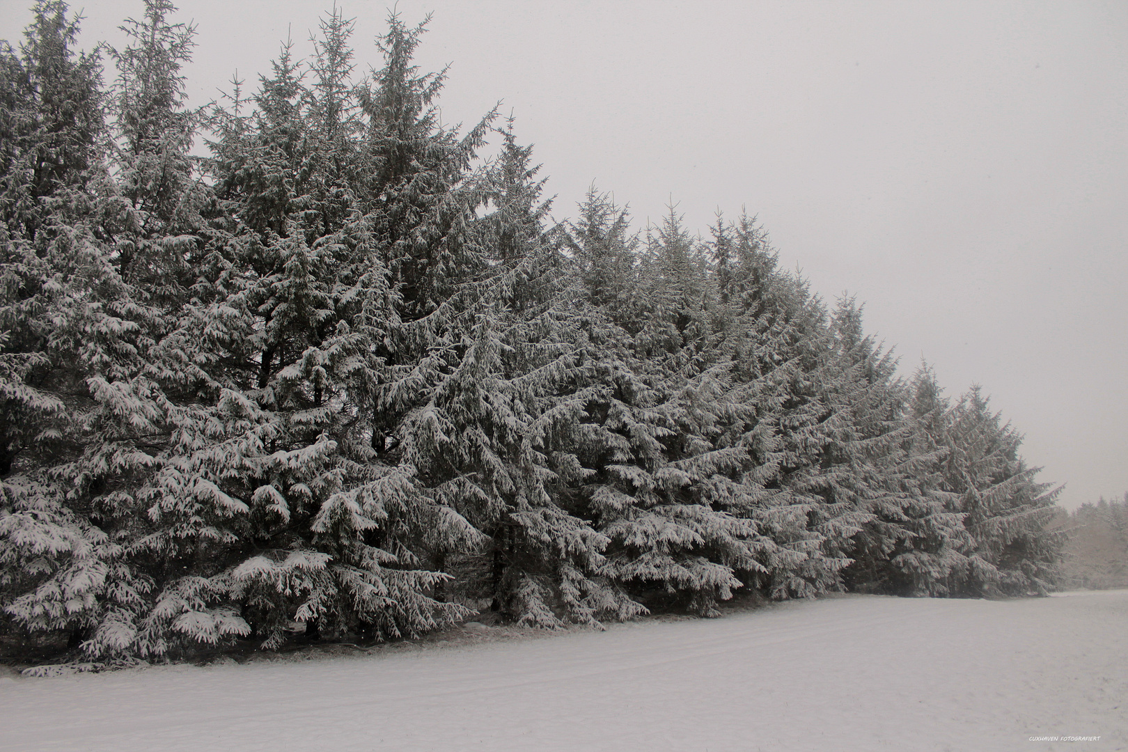 Bäume im Winterschlaf