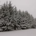 Bäume im Winterschlaf