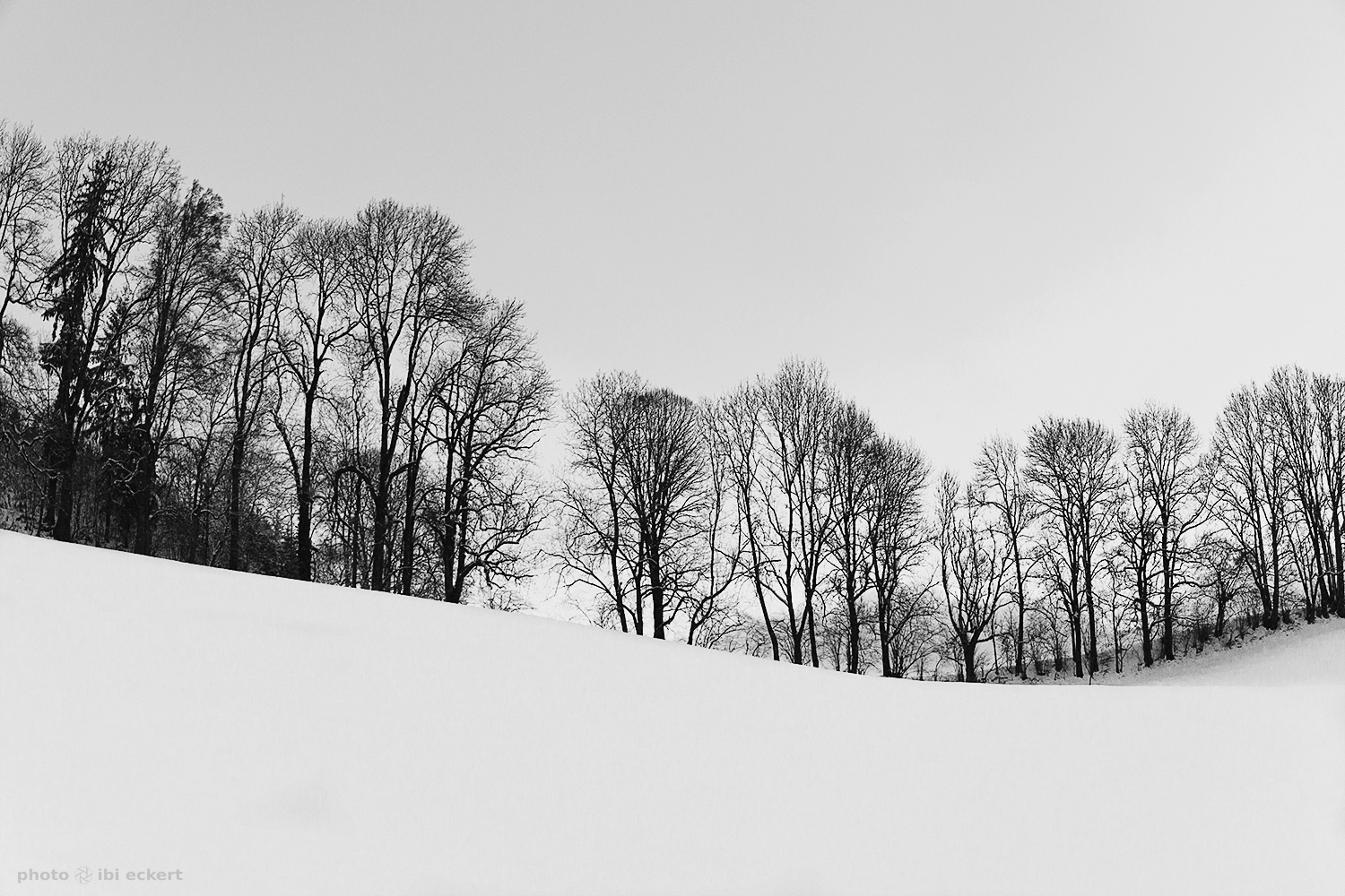 Bäume im Winterschlaf