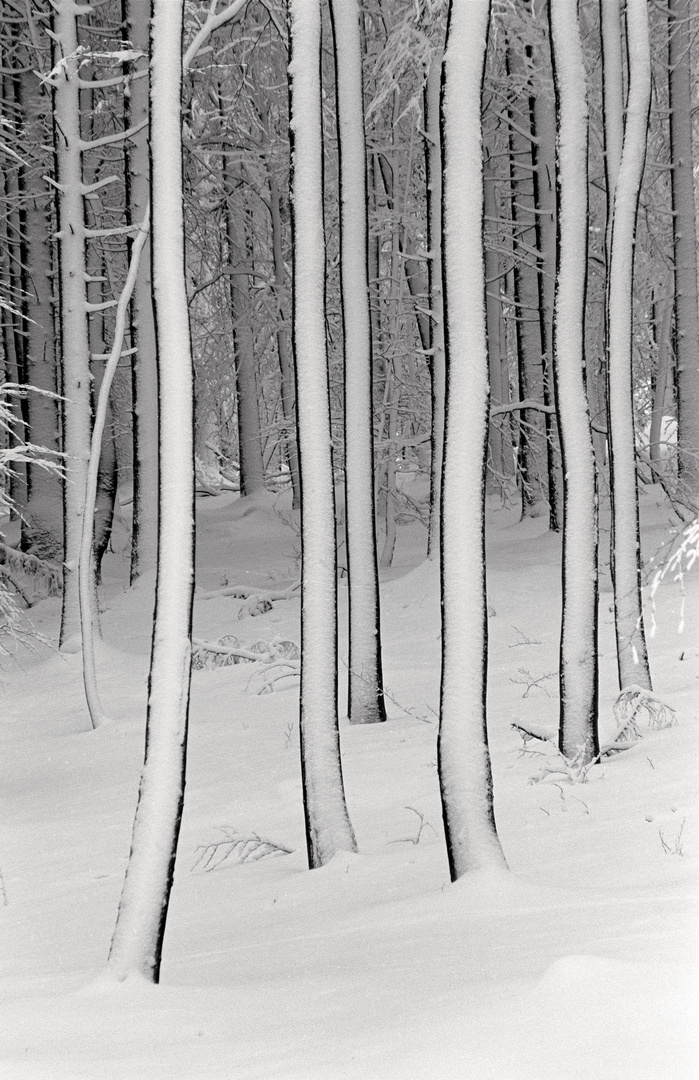 Bäume im Winterwald