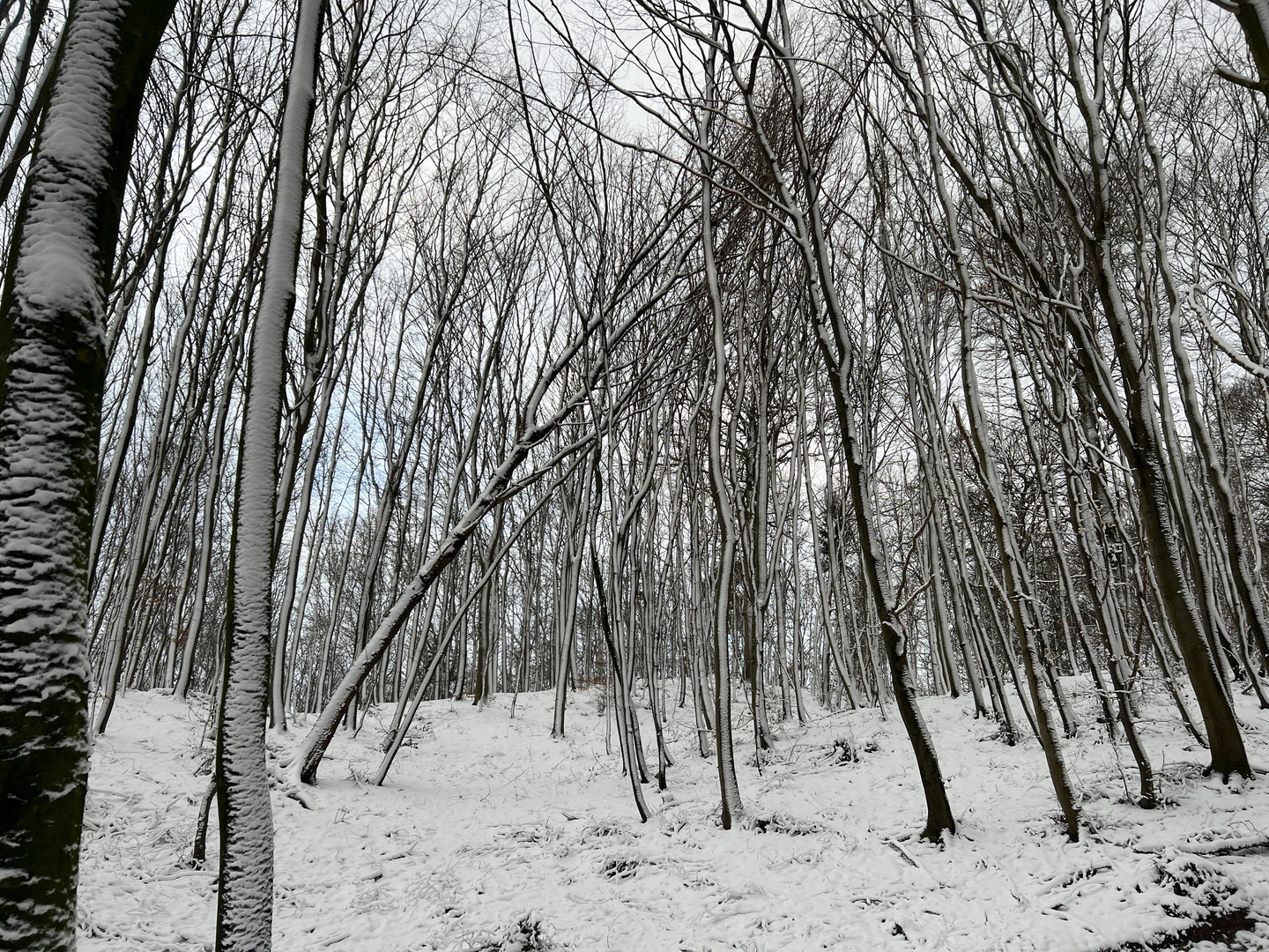 Bäume im Winterwald