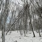 Bäume im Winterwald