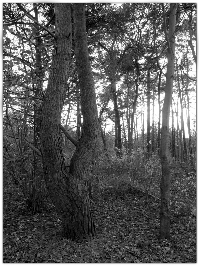 Bäume .... im Zentrum Wald ...