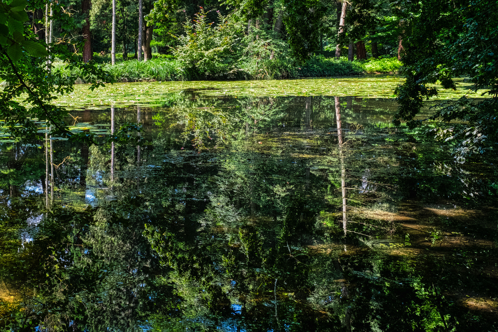 Bäume "imTeich"