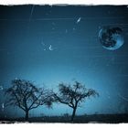 Bäume in blau mit Mond