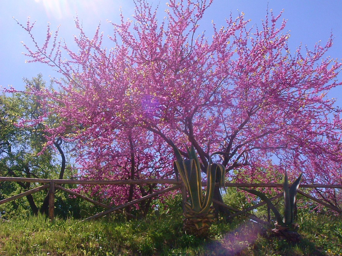 Bäume in Blüte in Sizilien