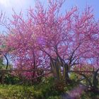 Bäume in Blüte in Sizilien