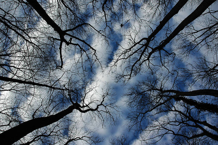 Bäume in den Himmel