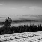 bäume in den wolken-8341