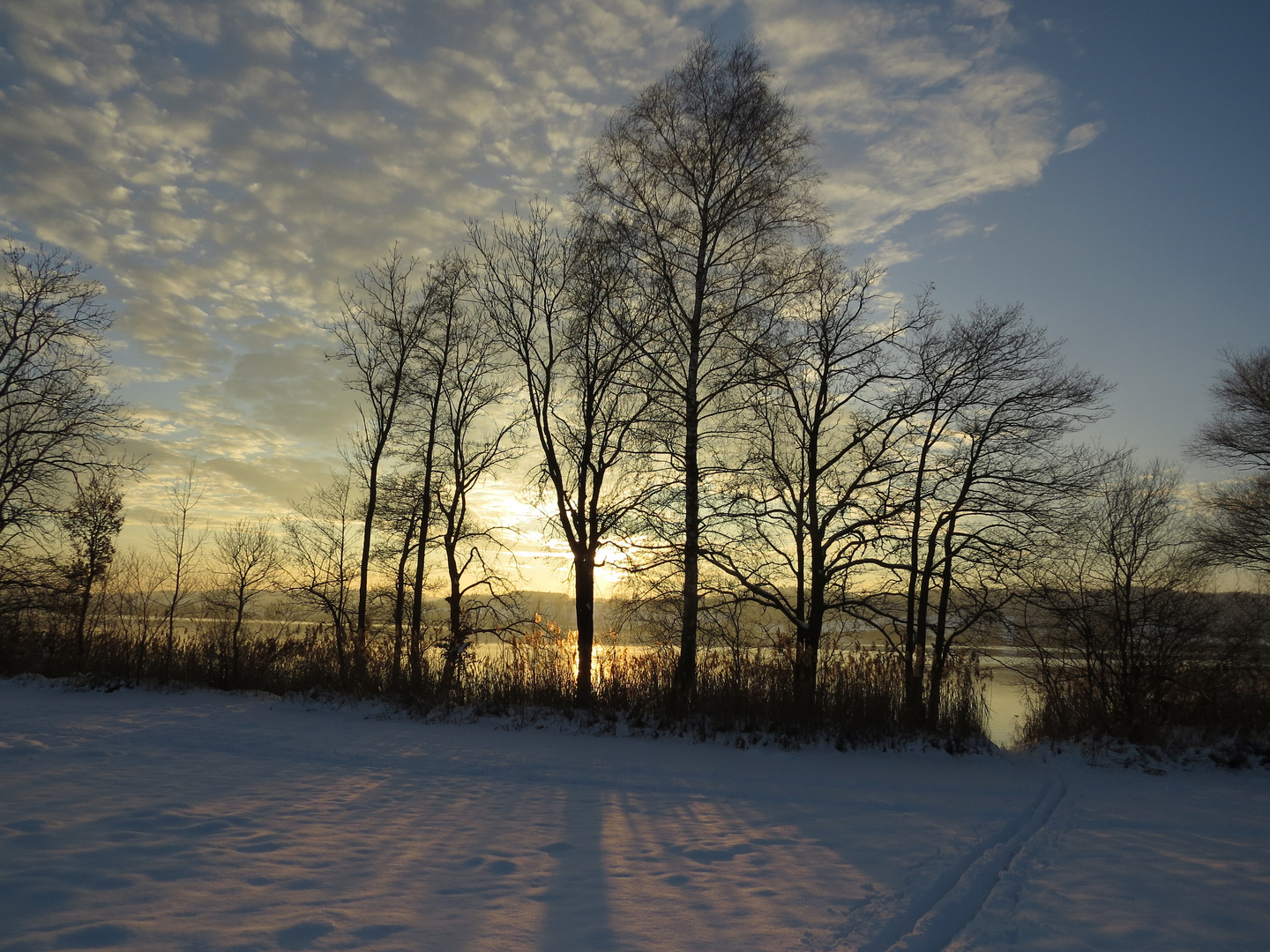 Bäume in der Abendsonne