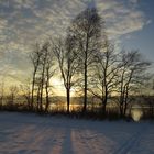 Bäume in der Abendsonne