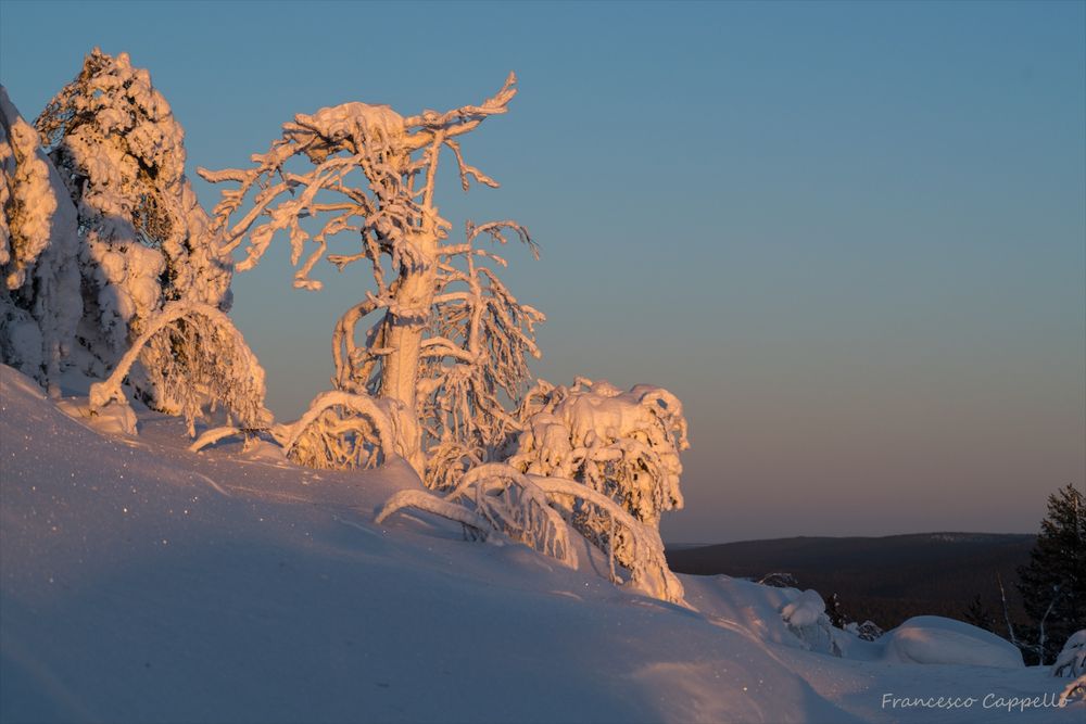 Bäume in der Abendsonne