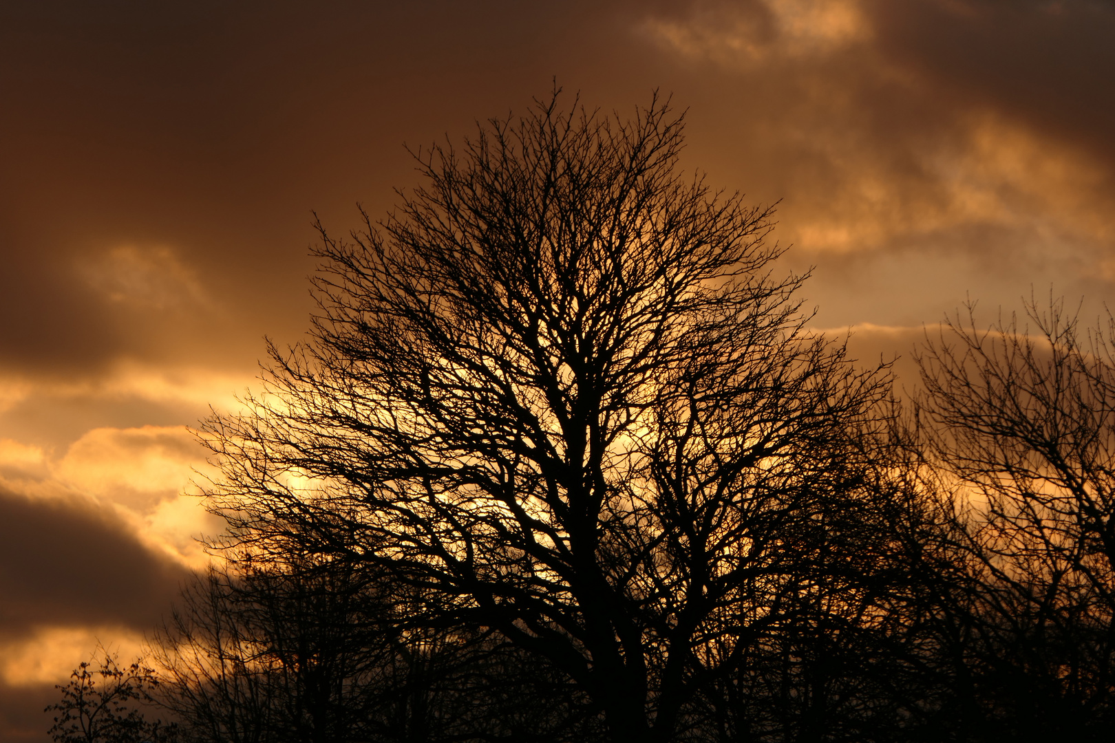 Bäume in der Abendsonne