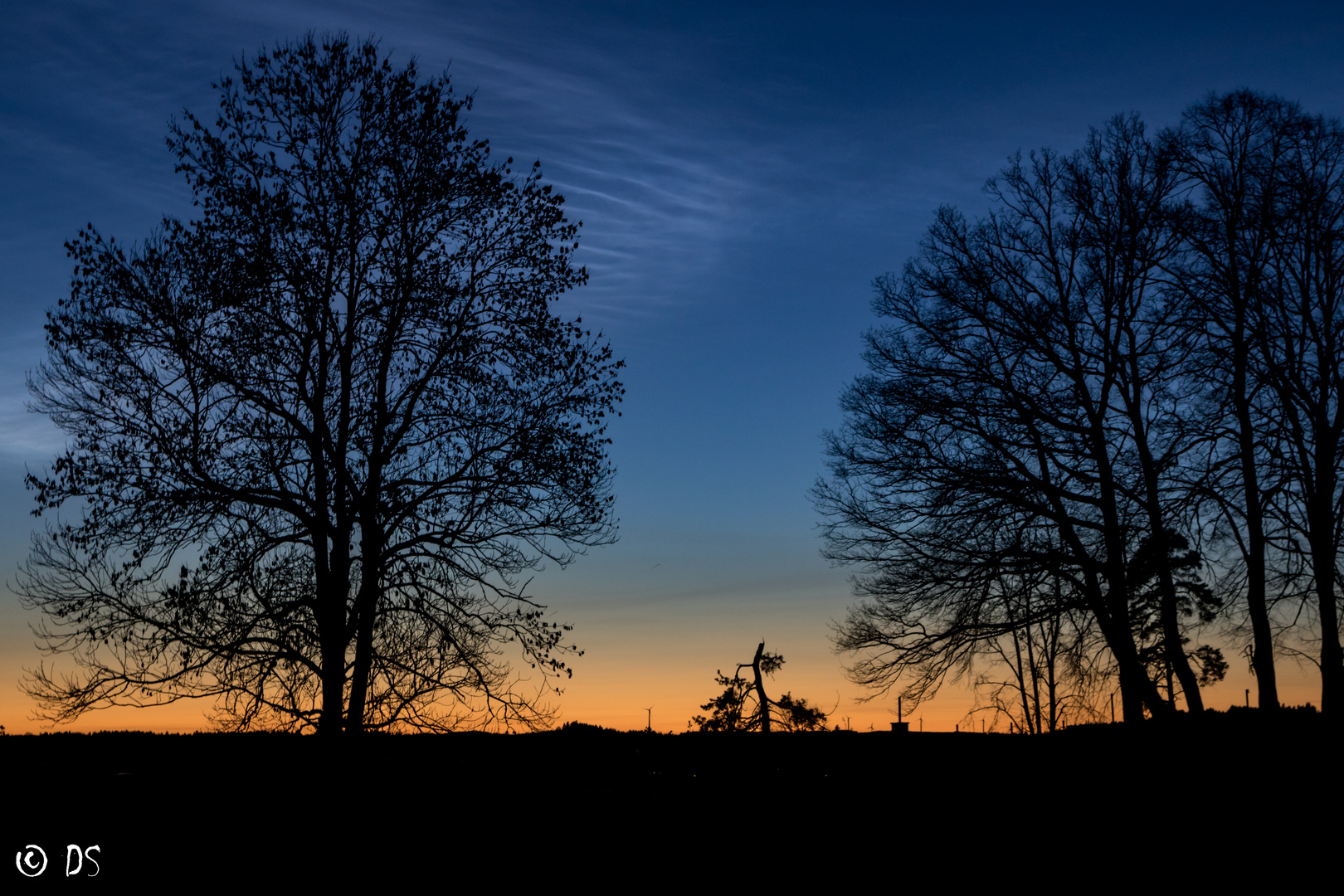 Bäume in der blauen Stunde