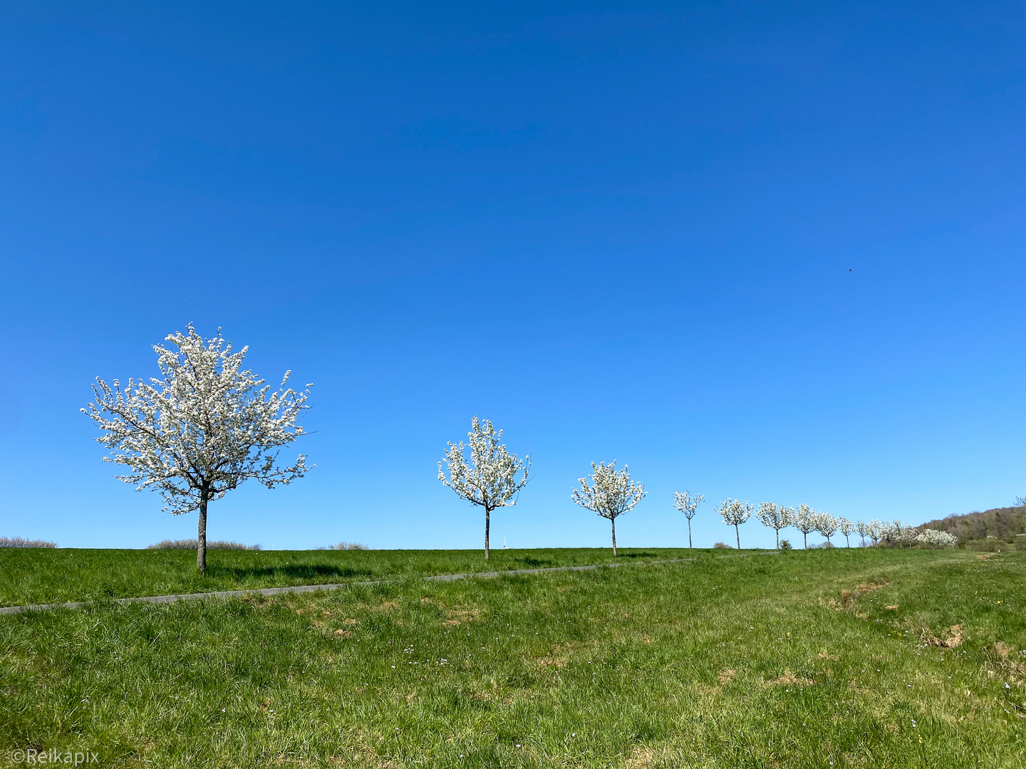 Bäume in der Blüte