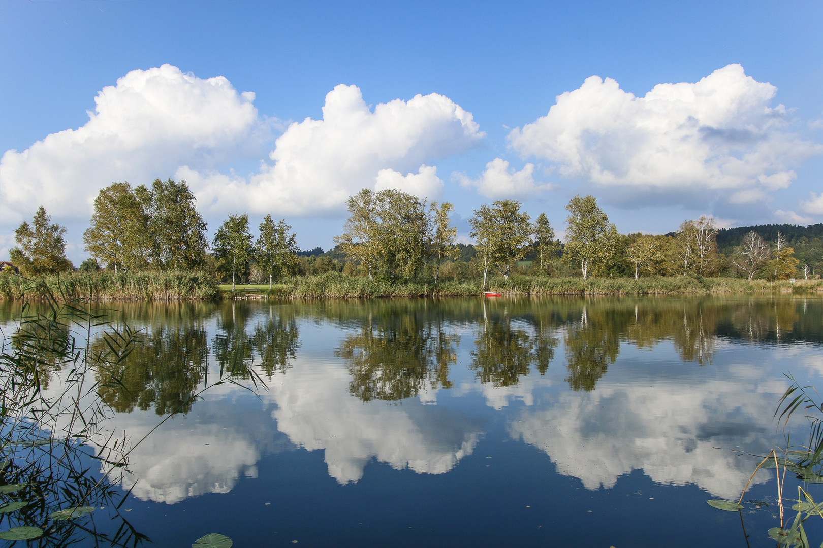 Bäume in der Cloud