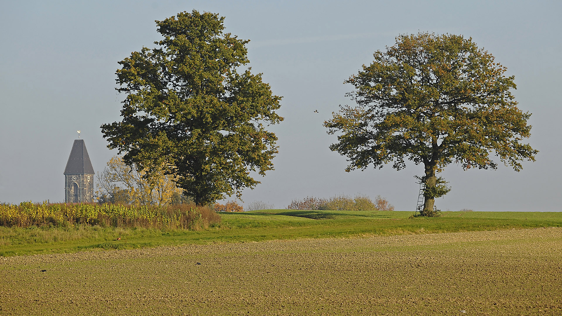 Bäume in der Feldflur des südlichen Münsterlandes