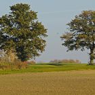 Bäume in der Feldflur des südlichen Münsterlandes