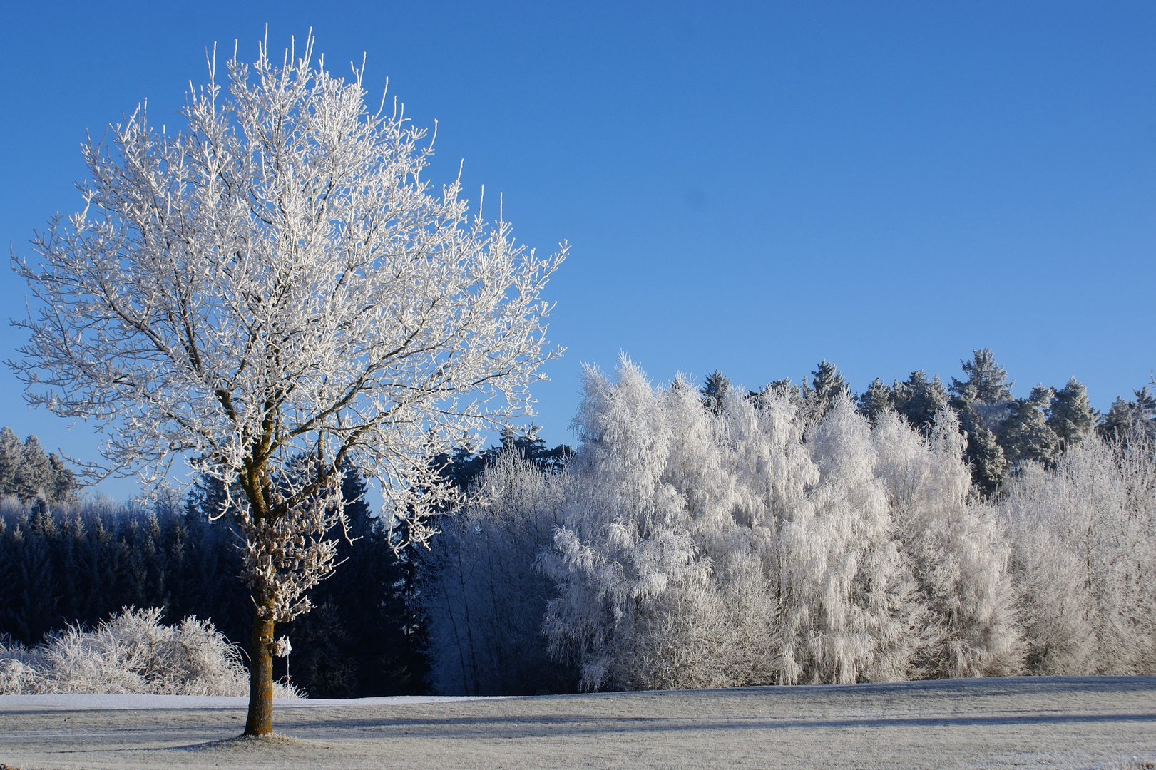 Bäume in der Hallertau