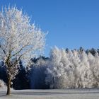 Bäume in der Hallertau