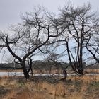 Bäume in der Heidelandschaft