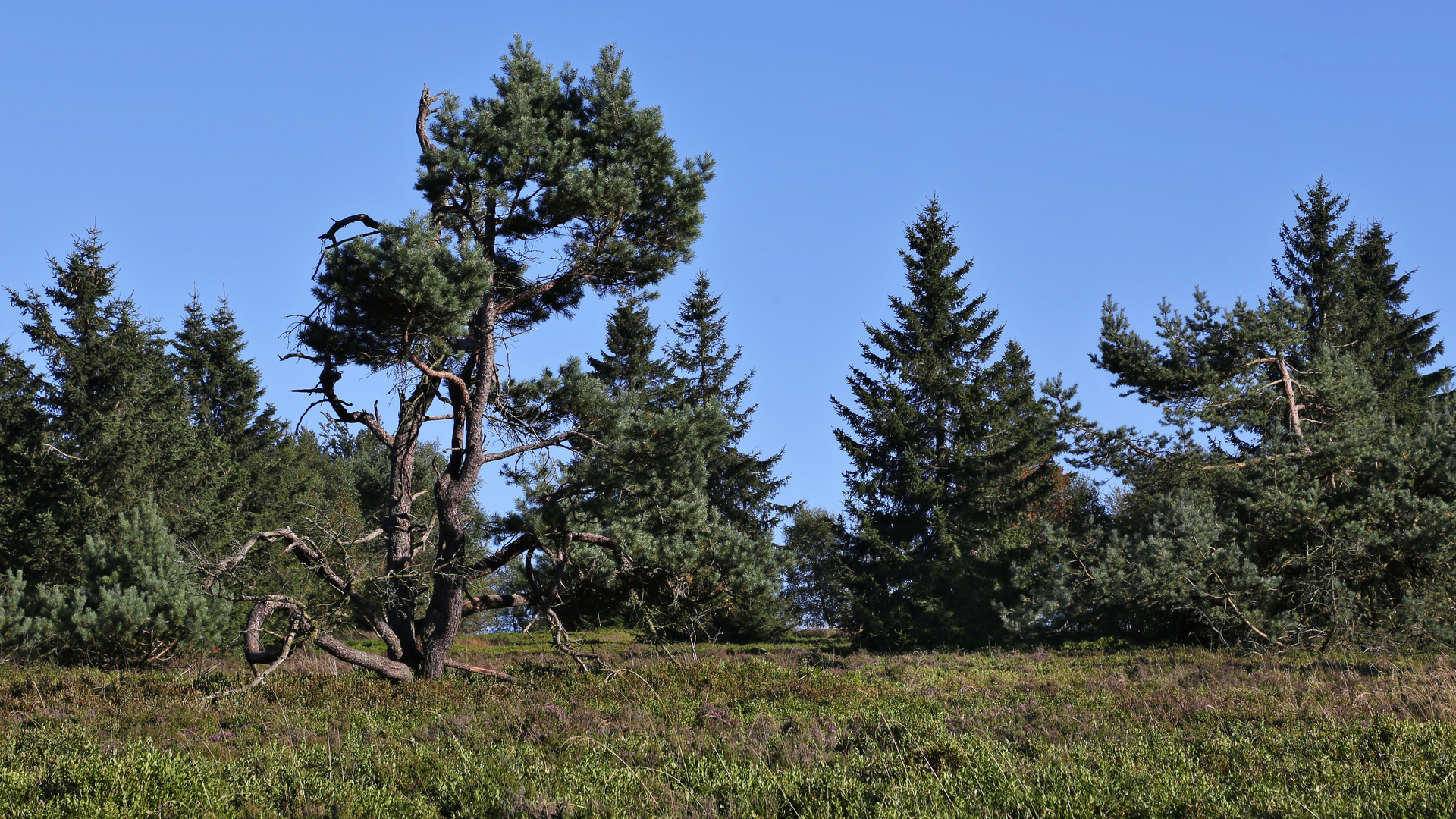 Bäume in der Hochheide (2016_08_24_EOS 6D_7895_ji)