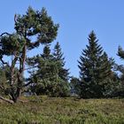 Bäume in der Hochheide (2016_08_24_EOS 6D_7895_ji)