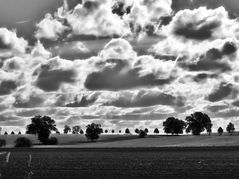 ... bäume in der landschaft